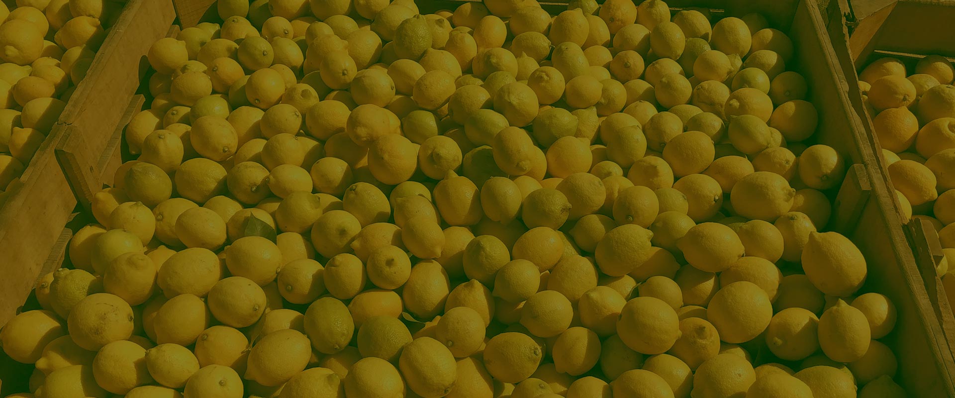 Cosecha de Limones